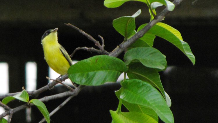 Photo (13): Common Tody-Flycatcher
