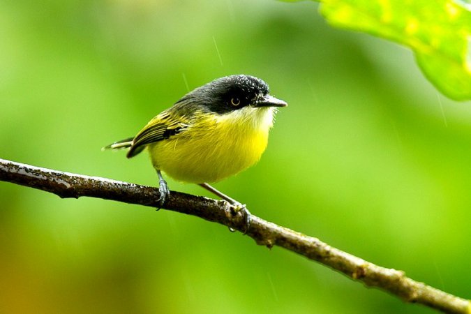 Photo (1): Common Tody-Flycatcher