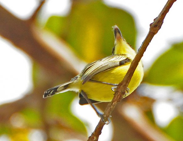Photo (9): Common Tody-Flycatcher