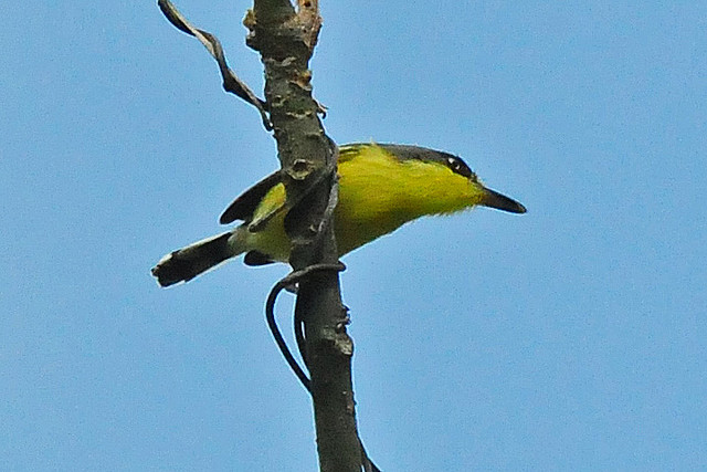 Photo (21): Common Tody-Flycatcher