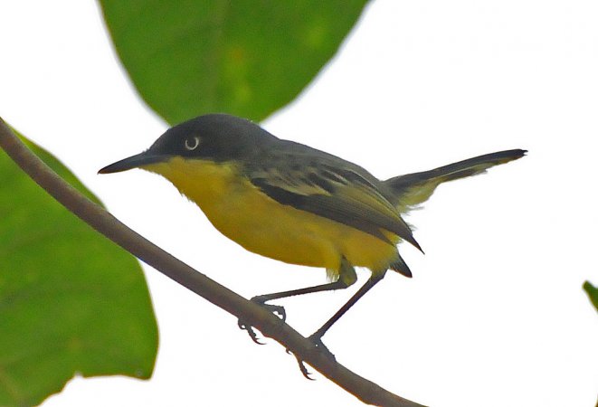 Photo (8): Common Tody-Flycatcher