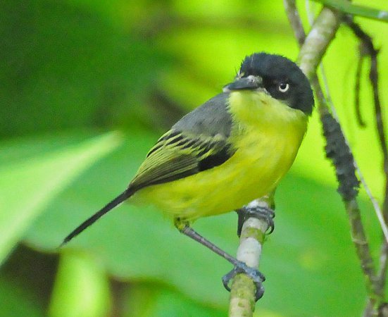 Photo (12): Common Tody-Flycatcher
