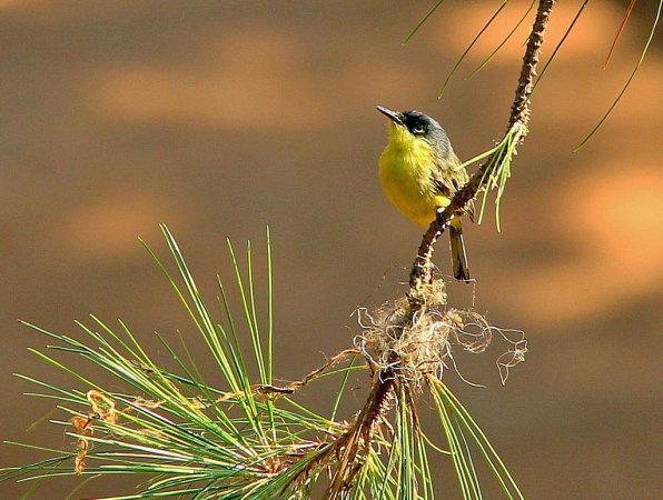 Photo (11): Common Tody-Flycatcher