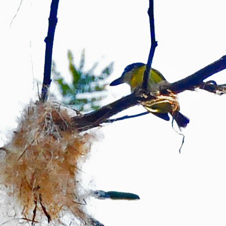 Photo (1): Black-headed Tody-Flycatcher