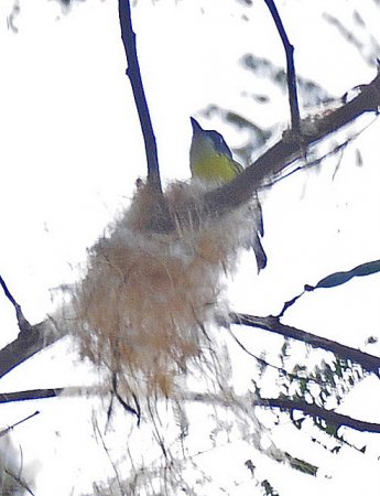 Photo (3): Black-headed Tody-Flycatcher