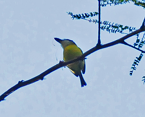 Photo (6): Black-headed Tody-Flycatcher