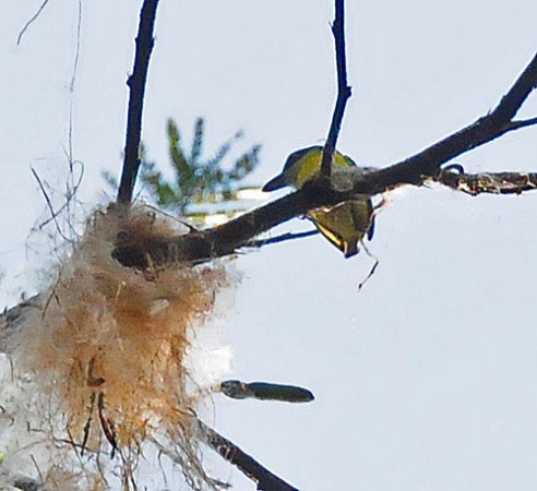 Photo (2): Black-headed Tody-Flycatcher