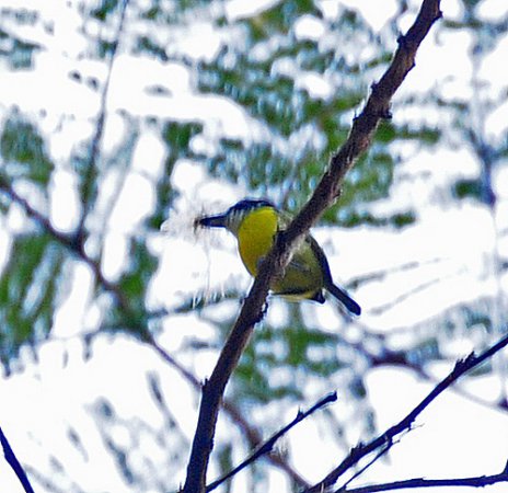 Photo (5): Black-headed Tody-Flycatcher