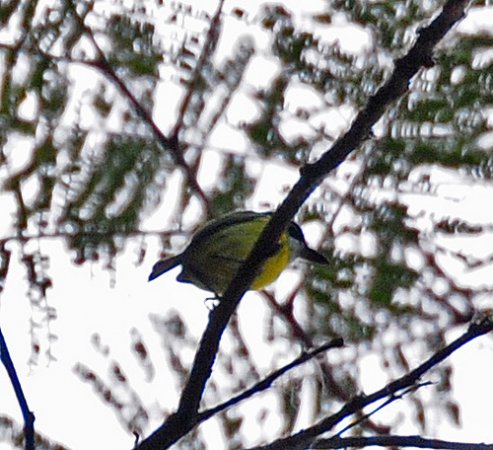 Photo (4): Black-headed Tody-Flycatcher