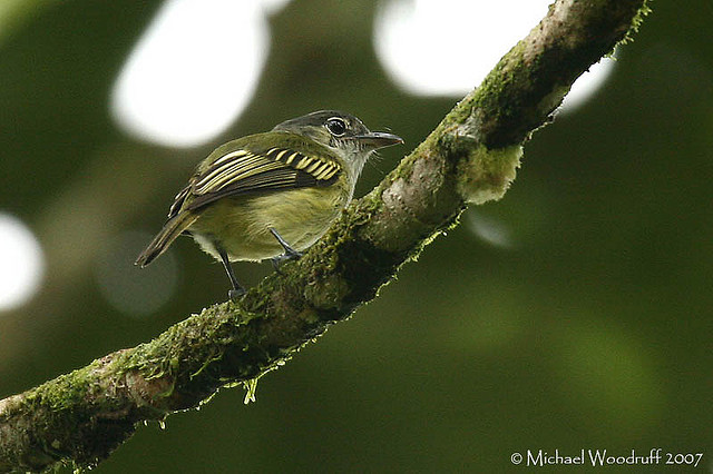 Photo (1): Yellow-margined Flycatcher