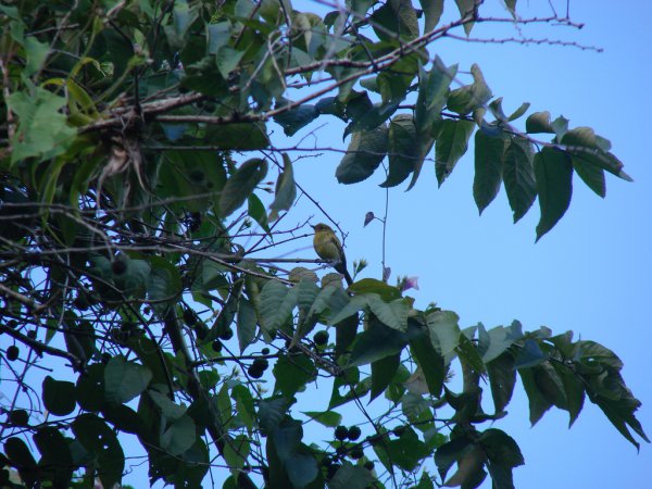 Photo (4): Yellow-breasted Flycatcher