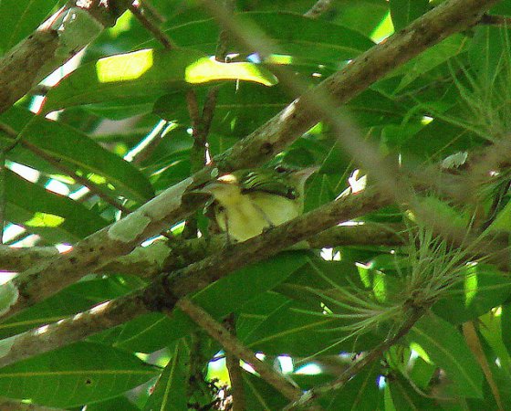 Photo (1): Yellow-breasted Flycatcher