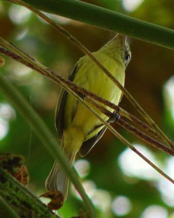 Photo (3): Yellow-breasted Flycatcher