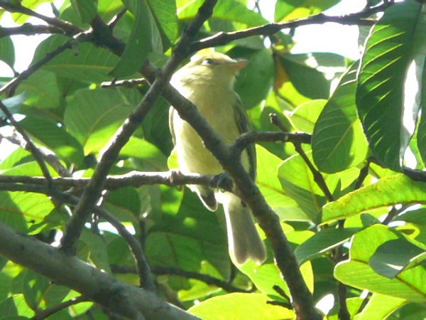 Photo (5): Yellow-breasted Flycatcher
