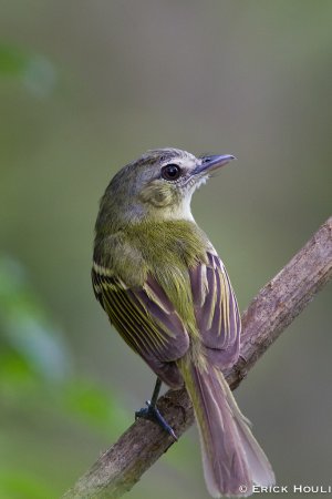 Photo (11): Yellow-olive Flycatcher