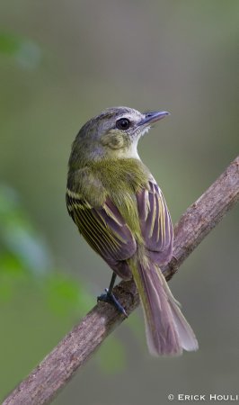 Photo (5): Yellow-olive Flycatcher
