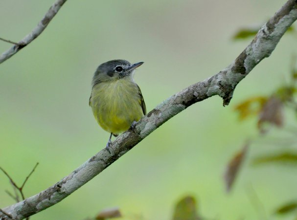 Photo (14): Yellow-olive Flycatcher