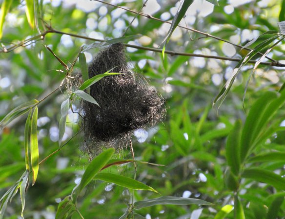 Photo (18): Yellow-olive Flycatcher