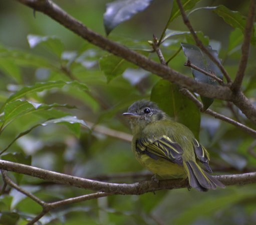 Photo (20): Yellow-olive Flycatcher