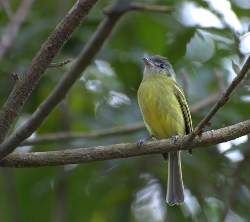 Photo (12): Yellow-olive Flycatcher