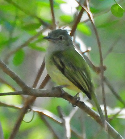 Photo (4): Yellow-olive Flycatcher