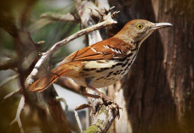Photo (2): Brown Thrasher