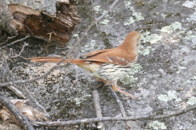 Photo (19): Brown Thrasher