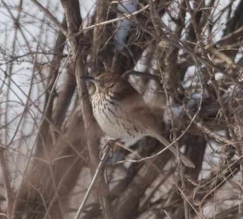 Photo (17): Brown Thrasher