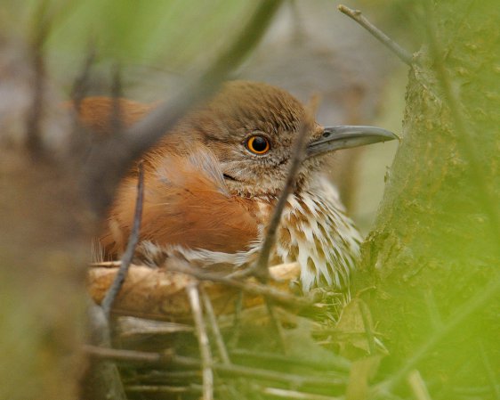 Photo (20): Brown Thrasher
