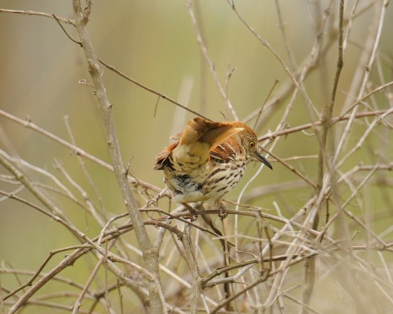 Photo (11): Brown Thrasher