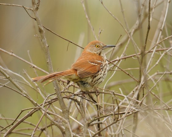 Photo (1): Brown Thrasher