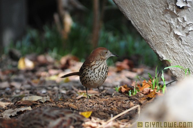 Photo (12): Brown Thrasher