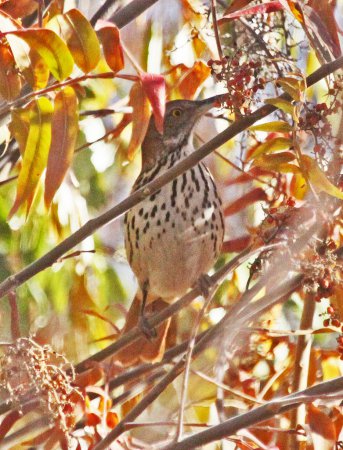 Photo (18): Brown Thrasher