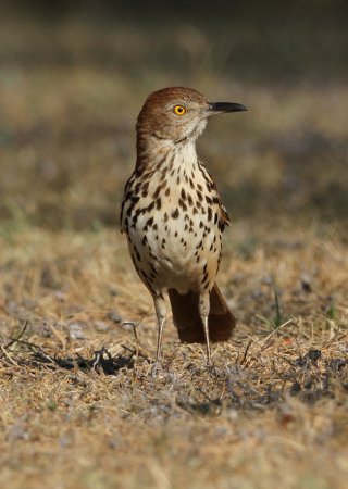 Photo (7): Brown Thrasher