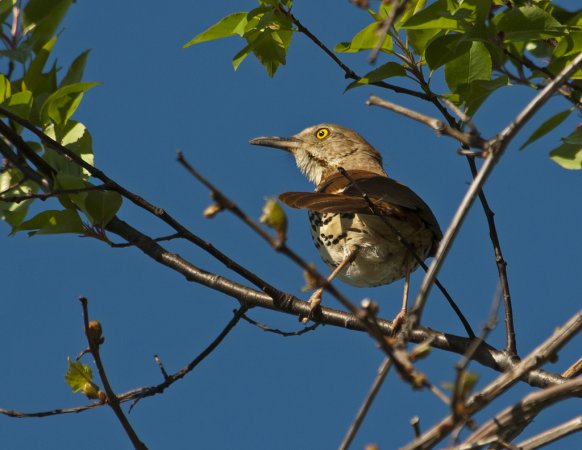 Photo (10): Brown Thrasher