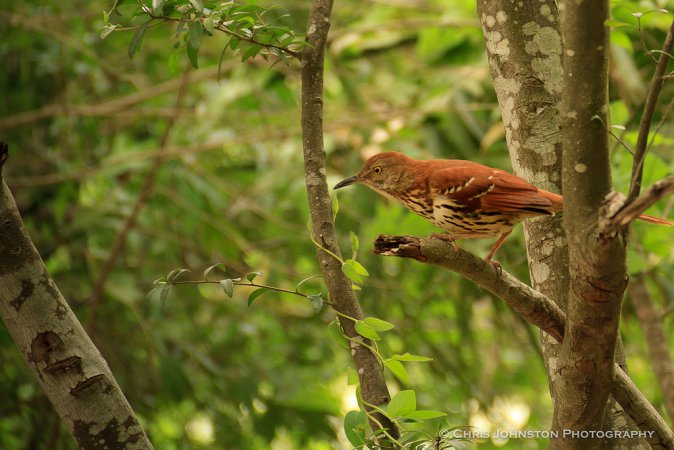 Photo (3): Brown Thrasher