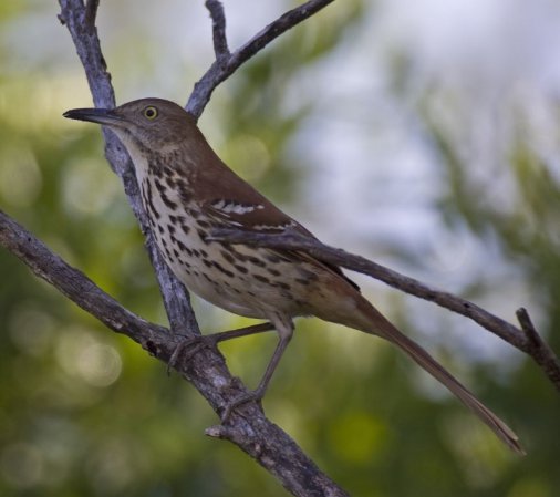 Photo (8): Brown Thrasher