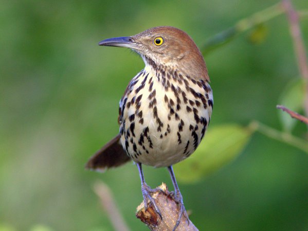 Photo (4): Brown Thrasher
