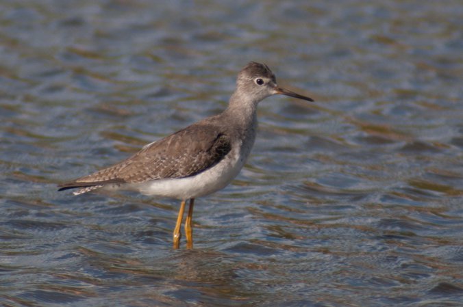 Photo (15): Lesser Yellowlegs