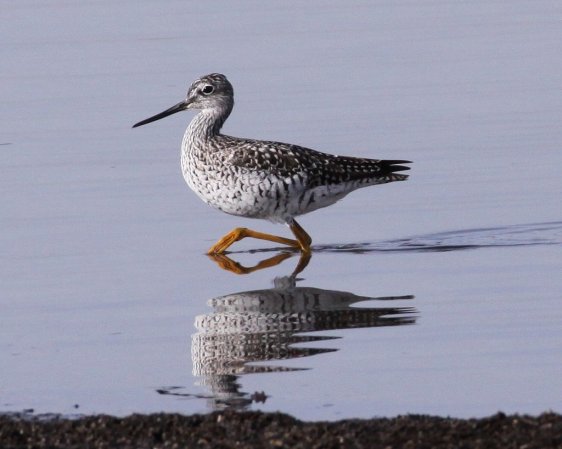 Photo (7): Greater Yellowlegs