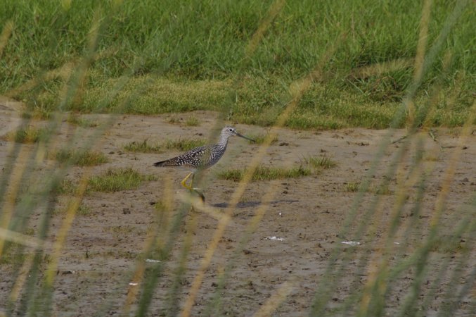 Photo (21): Greater Yellowlegs