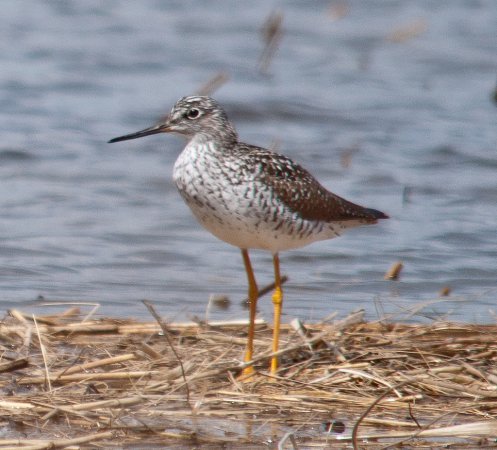 Photo (6): Greater Yellowlegs