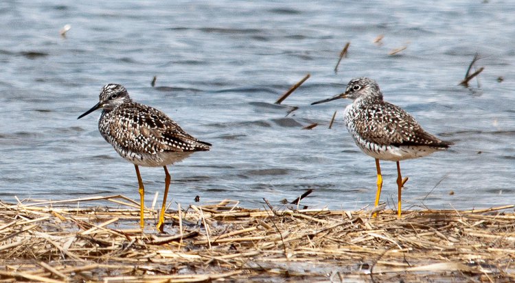 Photo (5): Greater Yellowlegs