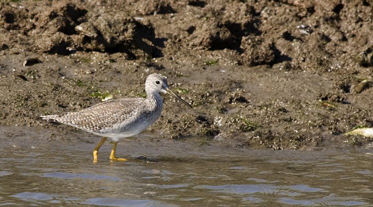 Photo (22): Greater Yellowlegs