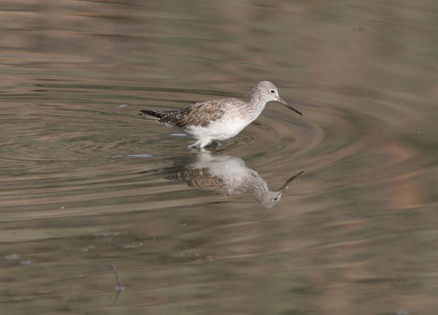 Photo (18): Greater Yellowlegs