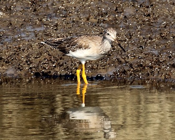 Photo (8): Greater Yellowlegs