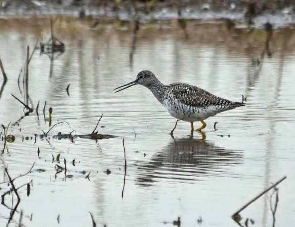 Photo (10): Greater Yellowlegs