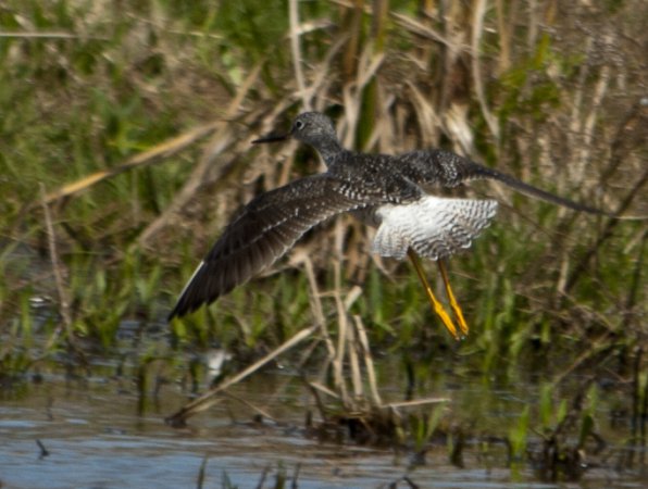 Photo (3): Greater Yellowlegs