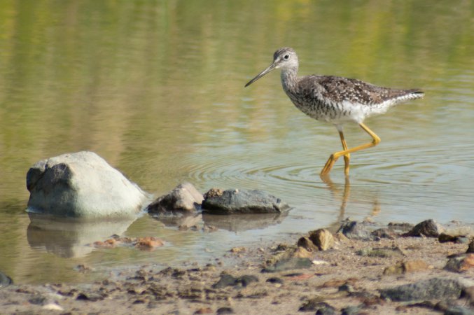 Photo (20): Greater Yellowlegs