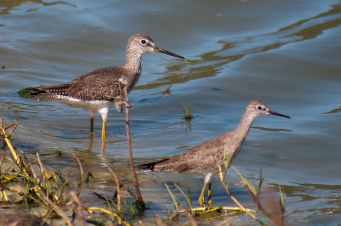 Photo (19): Greater Yellowlegs